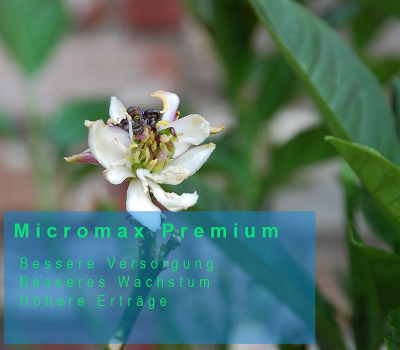 micromax premium